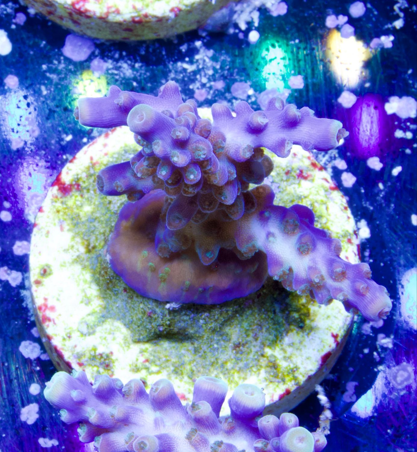 Acropora Cerealis