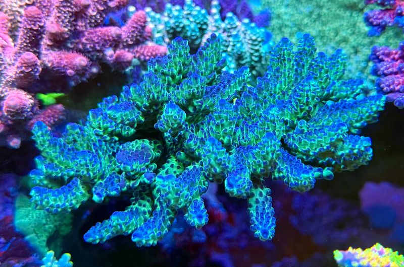 MR Acropora Blue Star