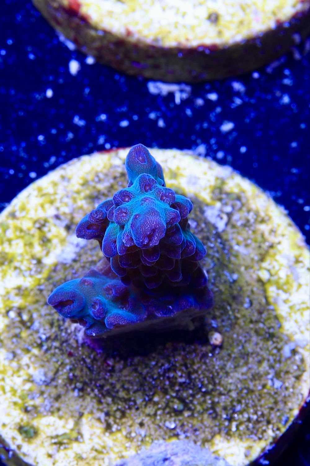 MR Acropora Blue Star