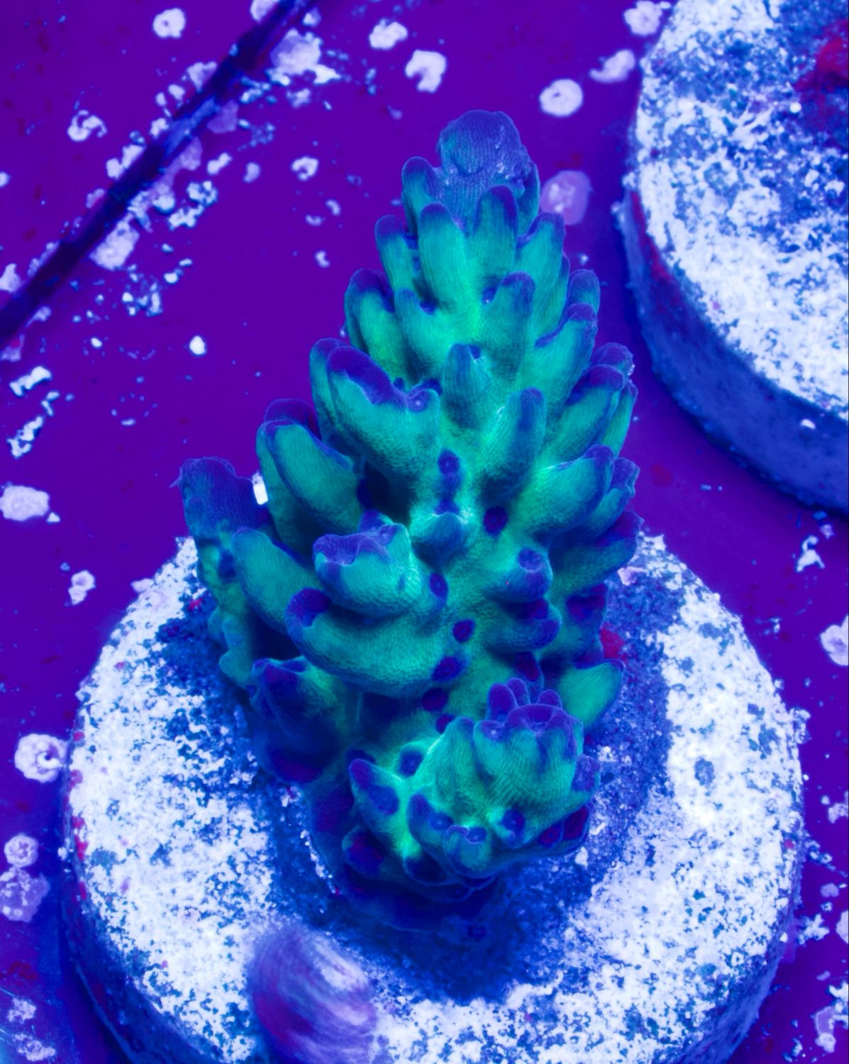 MR Acropora Blue Star