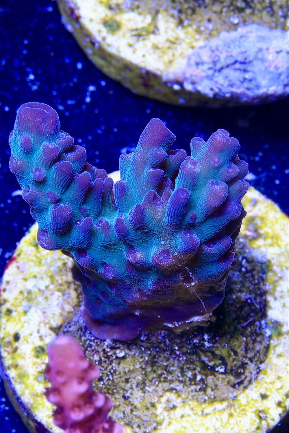 MR Acropora Blue Star