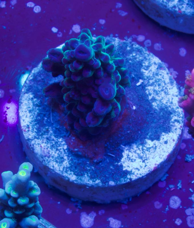 MR Acropora Blue Star