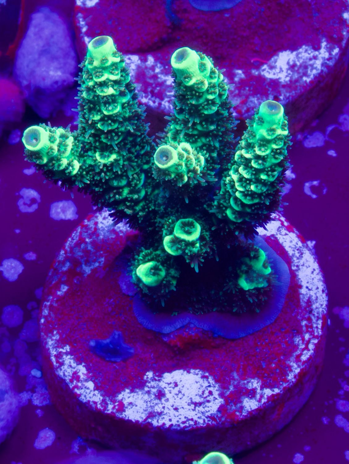 MR Mint Mille