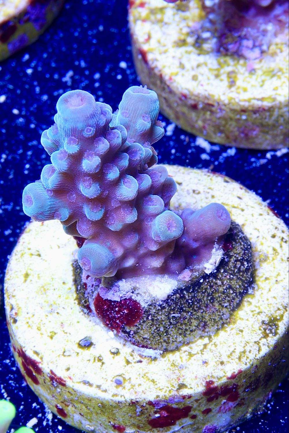 Surprise Acro
