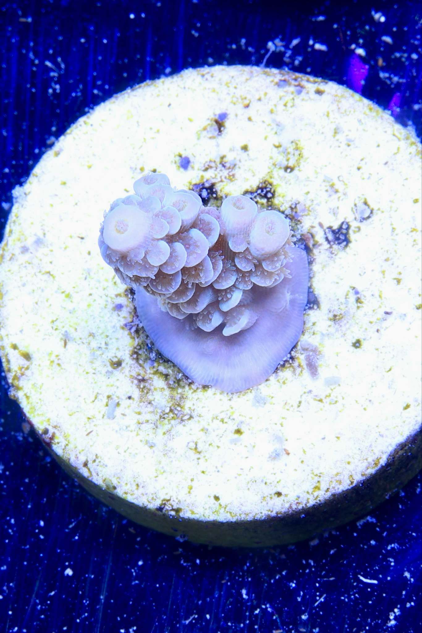 Surprise Acro