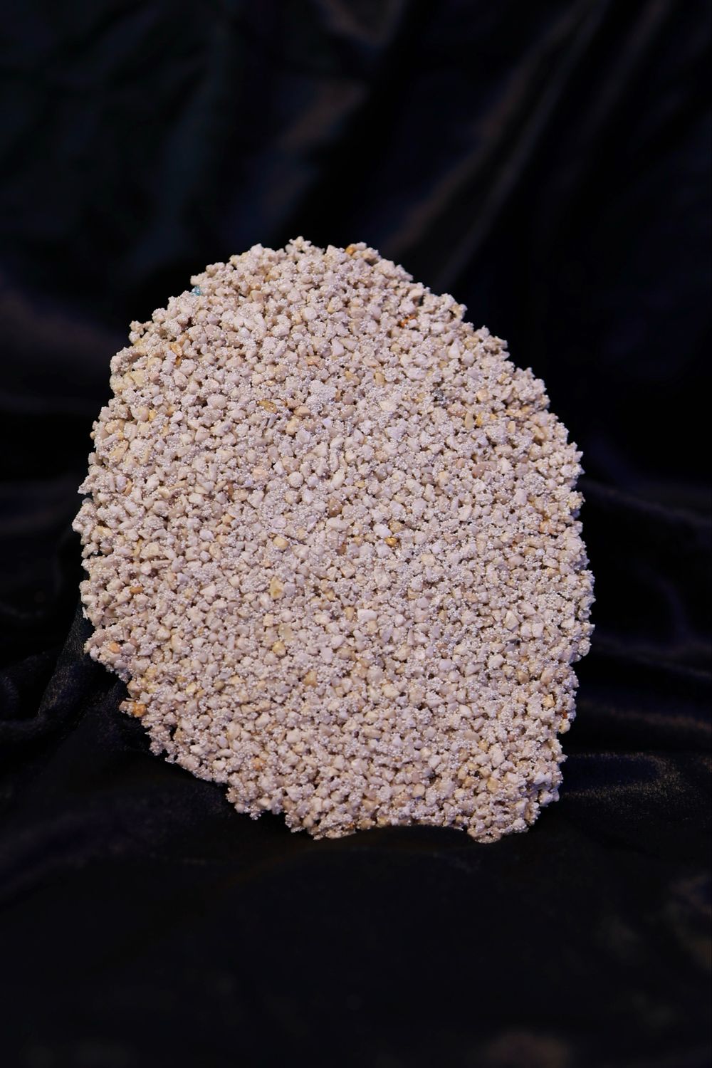 10x Zoa Chalice Ablegerplatte grob