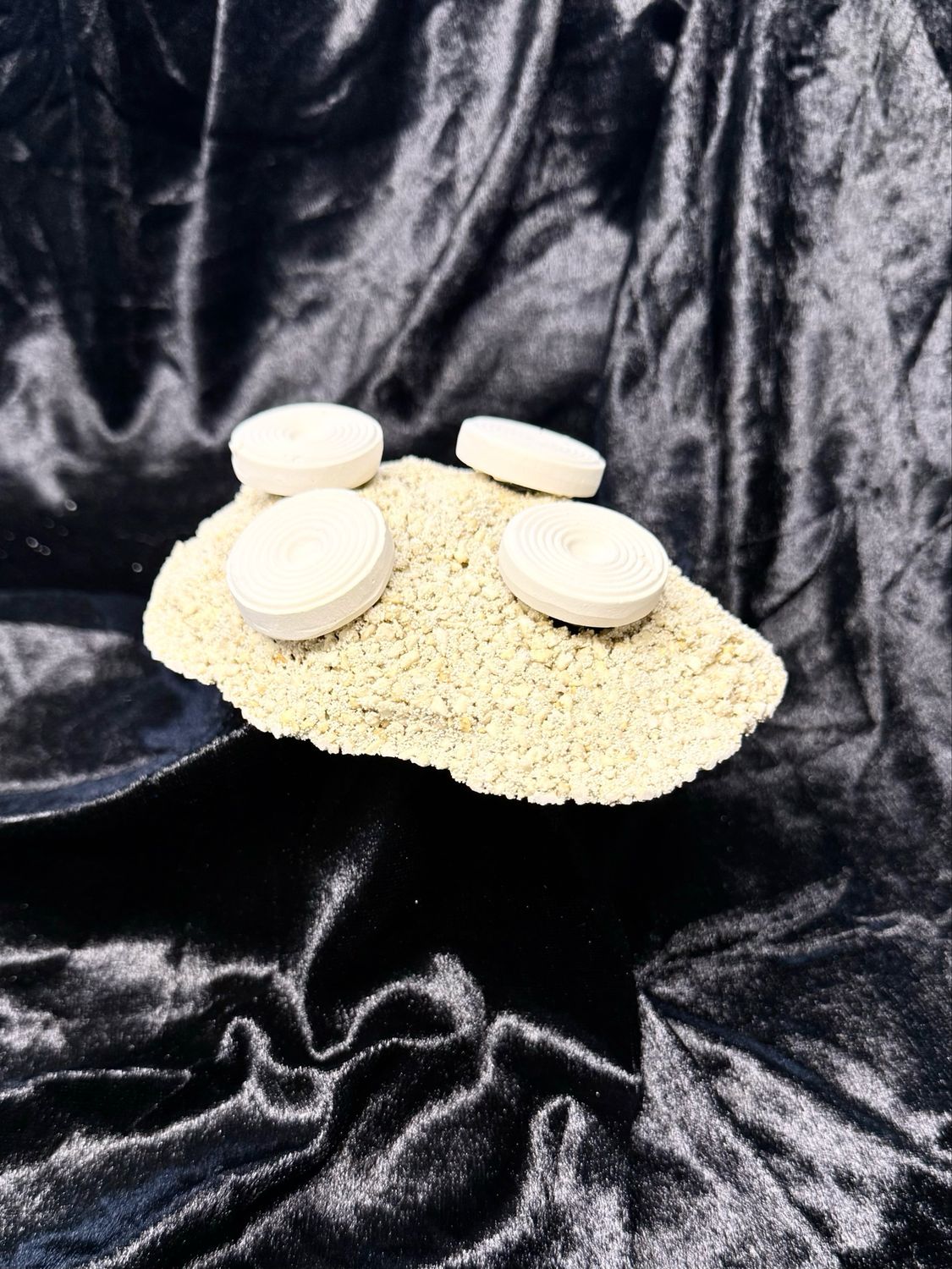4er Euphyllia Ablegerstein