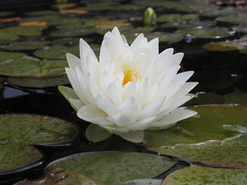 Seerose Nymphaea Gonnere