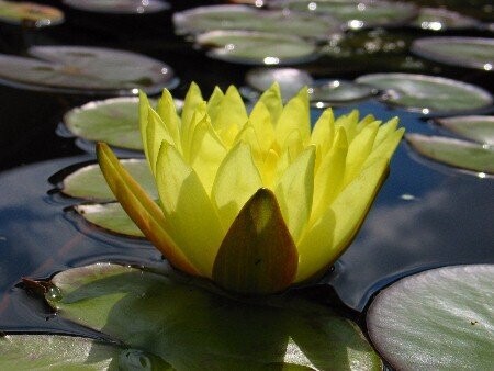 Seerose Nymphaea Joey Tomocik