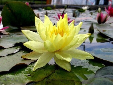 Seerose Nymphaea Sunrise