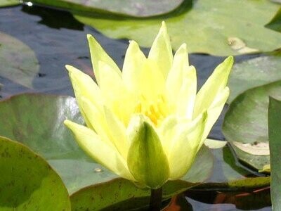 Seerose Nymphaea Colonel A. J. Welch