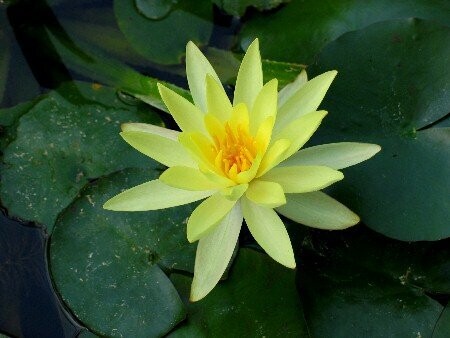 Seerose Nymphaea Odorata Sulphurea