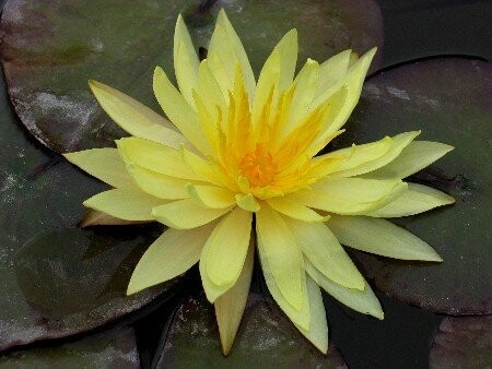 Seerose Nymphaea Yellow Bangpra (Pinwaree)