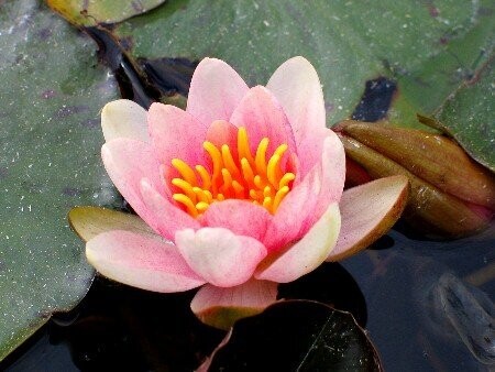 Seerose Nymphaea Shady Lady