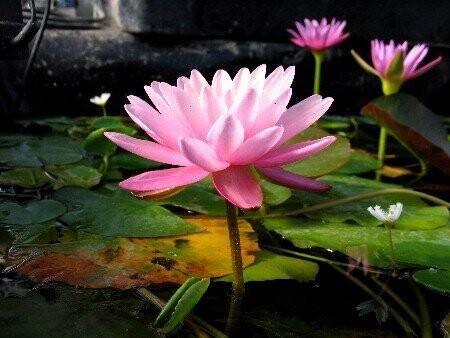 Nymphaea Pink Spot - Giardini e Ninfee