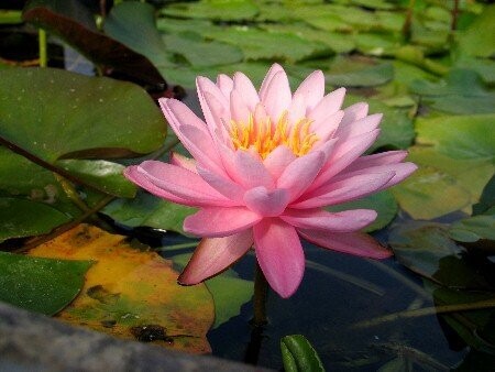 Seerose Nymphaea Supranee Pink