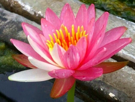 Seerose Nymphaea Pink Dawn