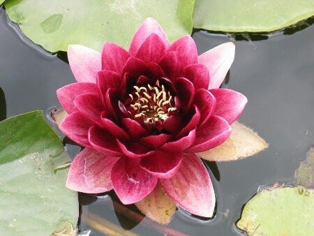 Seerose Nymphaea Almost Black