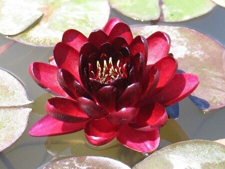 Seerose Nymphaea Black Princess