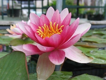 Seerose Nymphaea Conqueror