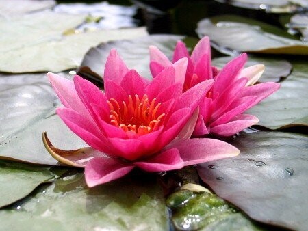 Seerose Nymphaea Rene Gerard