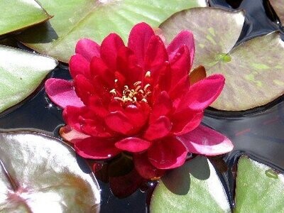 Seerose Nymphaea Red Paradise