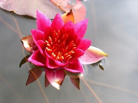 Seerose Nymphaea Pygmaea Rubra