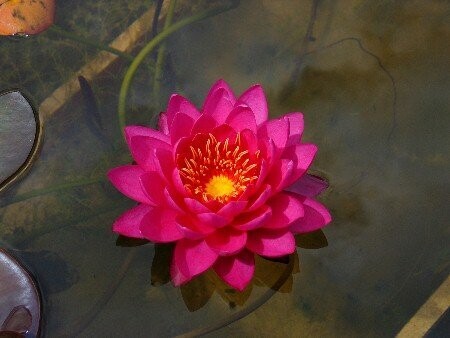 Seerose Nymphaea Tan Khwan