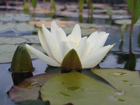 Seerose Nymphaea Albatros