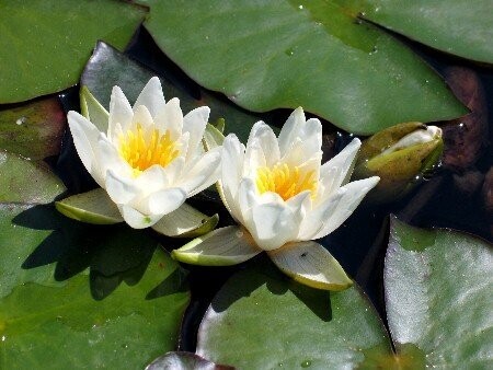 Seerose Nymphaea candida Seerose Nymphaea candida