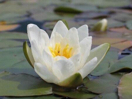 Seerose Nymphaea Candidissima