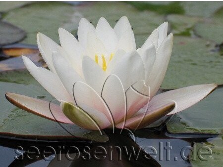 Seerose Nymphaea Colossea