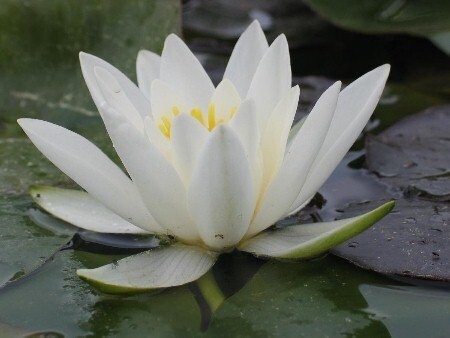 Seerose Nymphaea Hever White