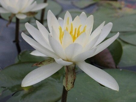 Seerose Nymphaea Caroliniana Nivea