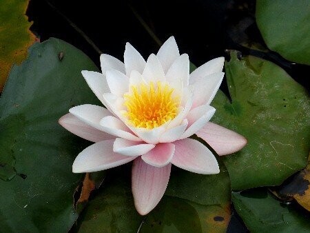 Seerose Nymphaea Marliacea Carnea