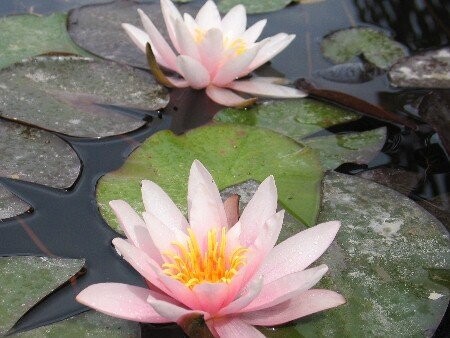 Seerose Nymphaea Rosennymphe