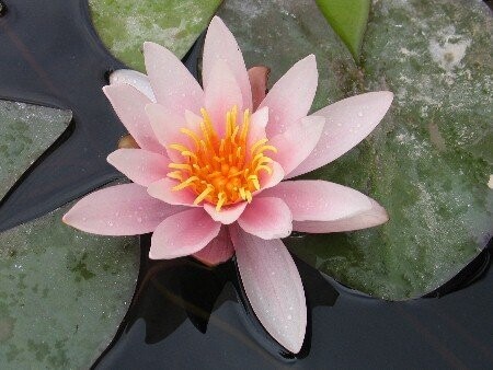 Seerose Nymphaea Rosennymphe- seerosenwelt-shop.de
