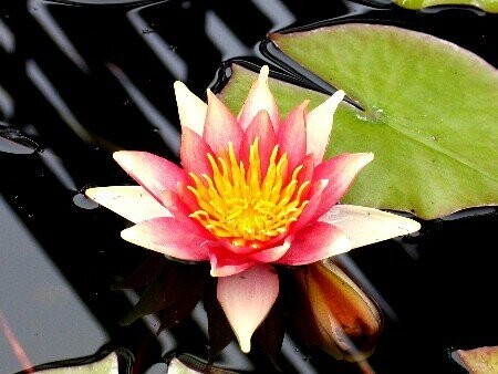 Seerose Nymphaea Sioux