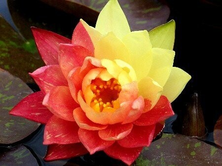 Seerose Nymphaea Wanvisa