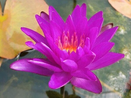 Seerose Nymphaea Purple Fantasy