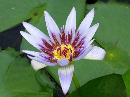 Seerose Nymphaea colorata