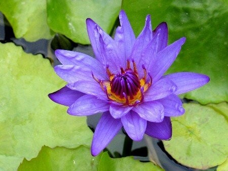 Seerose Nymphaea Director G. T. Moore