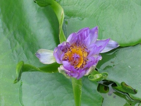 Seerose Nymphaea Indian Goddess blue (Nangkwag Blue) Seerose Nymphaea Indian Goddess blue (Nangkwag Blue)