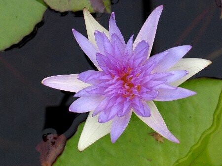 Seerose Nymphaea Jirapa