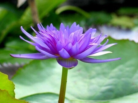 Seerose Nymphaea King of Siam