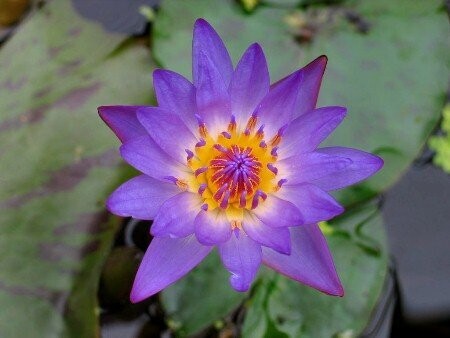 Seerose Nymphaea Tina