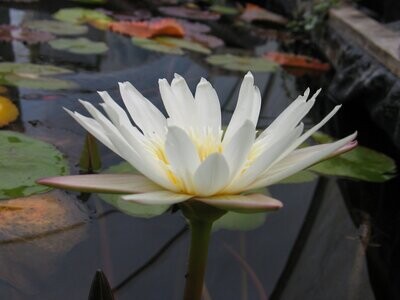 Nymphaea Capensis (yellow)