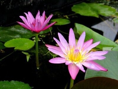 Seerose Nymphaea Capensis (pink)