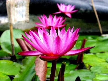 Seerose Nymphaea Daeng siam