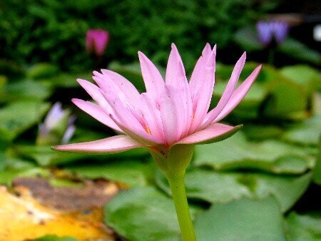 Seerose Nymphaea Albert Greenberg